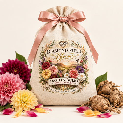 Dahlia Bulbs studio hero product photo