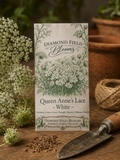 White Queen Anne's Lace seed